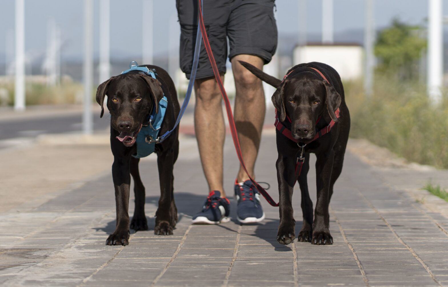 slip leads for dogs in leather