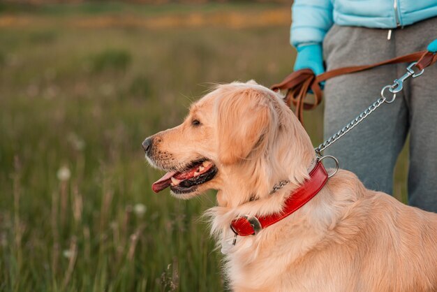 Metal Chain Dog Leads