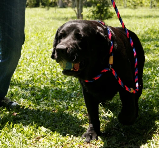 Dog Leashes and Collars